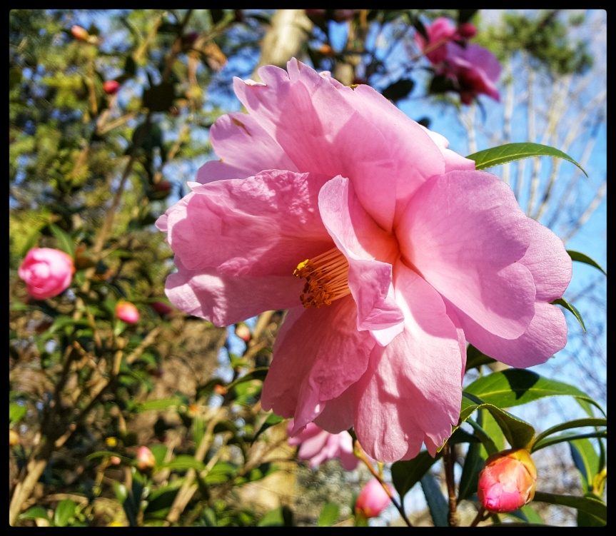 Pink Camillia in the garden. Photo by Dragonfly Leathrum