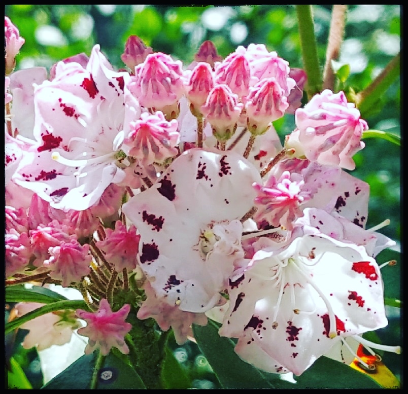 Mountain Laurel. Photo by Dragonfly Leathrum